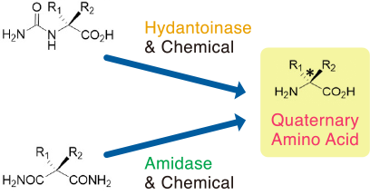 Quaternary Amino Acid