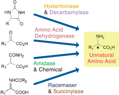 Unnatural Amino Acid